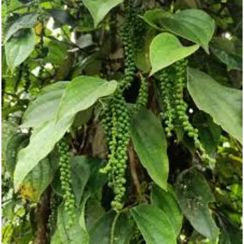 Black Pepper Herbal Plant